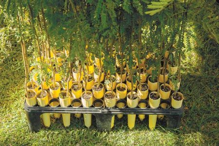 Arbor Day expo culminates with drive-thru tree giveaway